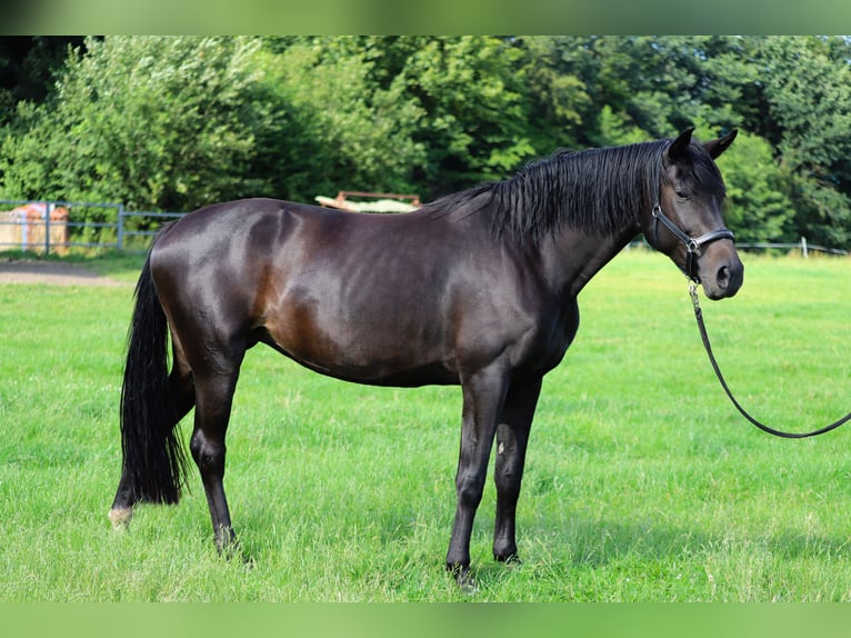 Koń westfalski Klacz 4 lat 175 cm Ciemnogniada in Merzen