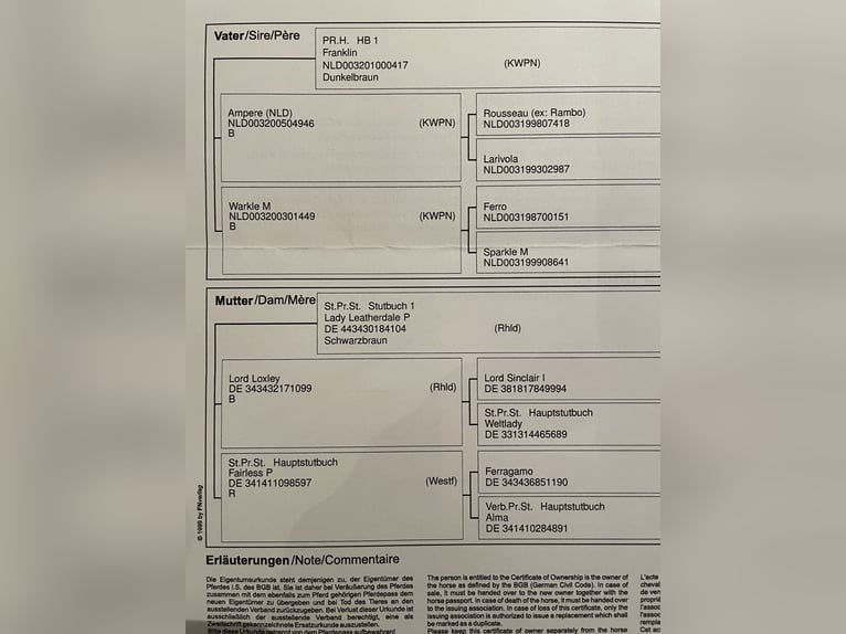 Koń westfalski Klacz 4 lat 175 cm Kara in Amelinghausen
