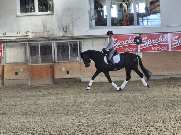 Koń westfalski Klacz 4 lat 175 cm Skarogniada in Mitterberg