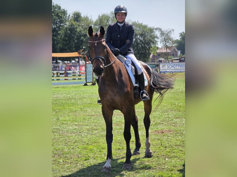 Koń westfalski Klacz 4 lat 176 cm Gniada in Ibbenbüren