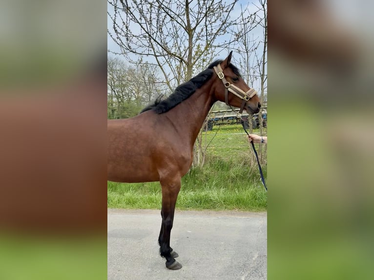 Koń westfalski Klacz 5 lat 157 cm Gniada in Detmold
