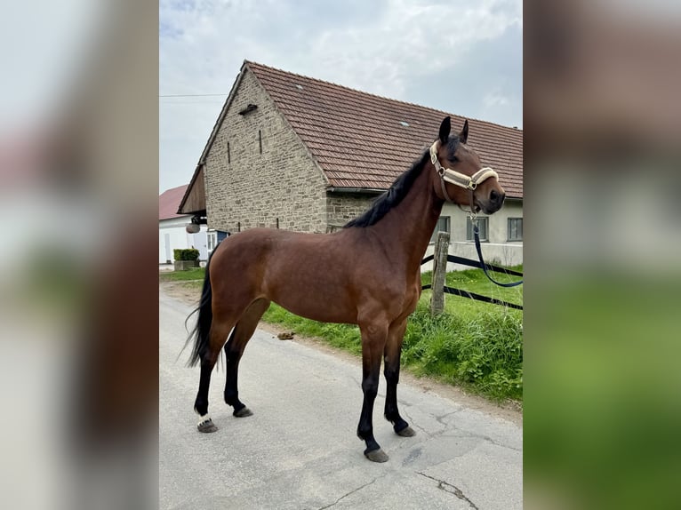 Koń westfalski Klacz 5 lat 157 cm Gniada in Detmold