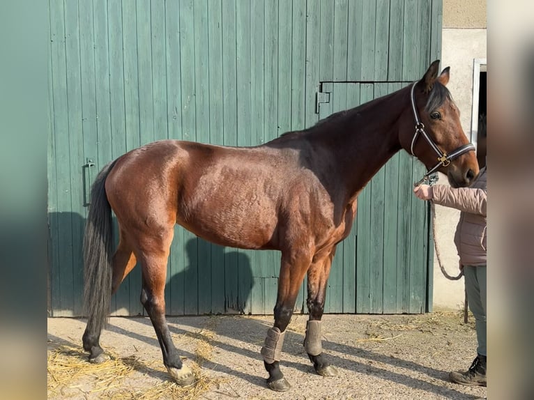 Koń westfalski Klacz 5 lat 157 cm Gniada in Detmold