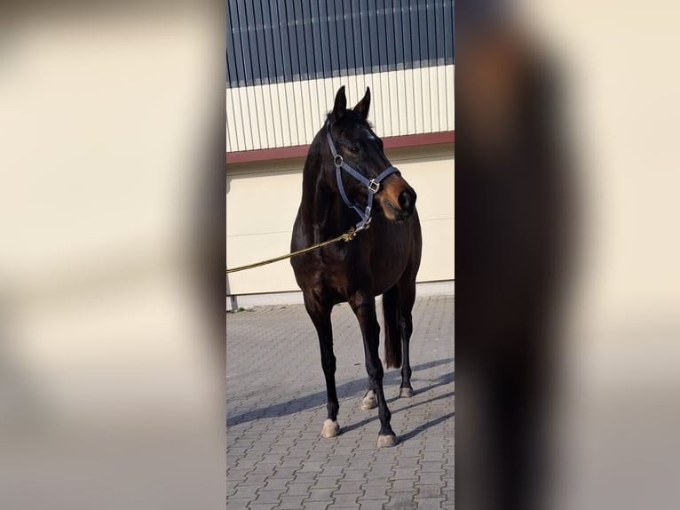 Koń westfalski Klacz 5 lat 160 cm Ciemnogniada in Karlsdorf-Neuthard