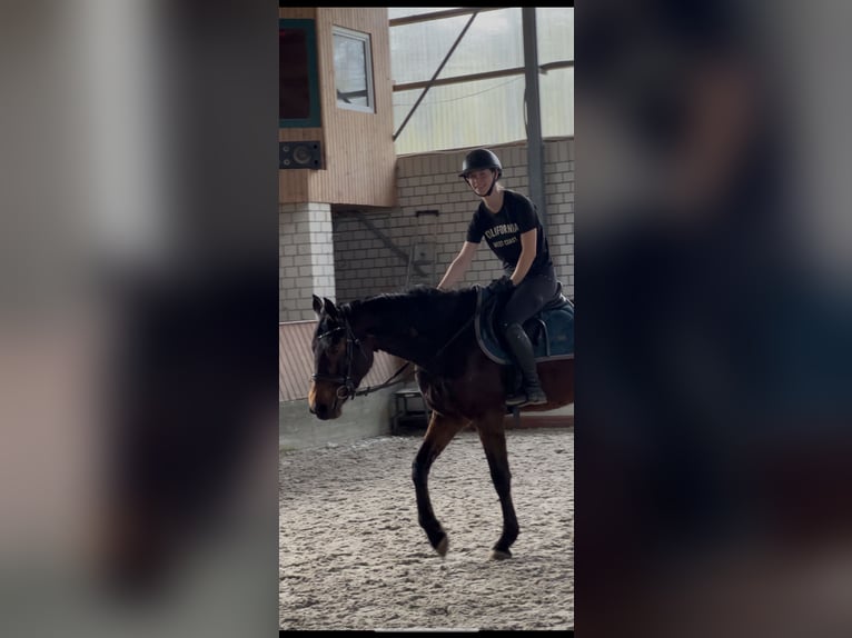 Koń westfalski Klacz 5 lat 160 cm Ciemnogniada in Kerken