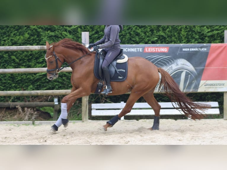 Koń westfalski Klacz 5 lat 160 cm Kasztanowata in Nottuln