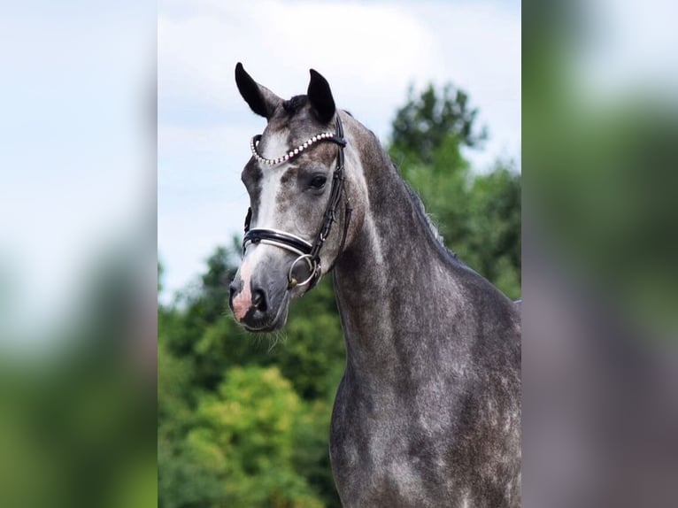 Koń westfalski Klacz 5 lat 160 cm Stalowosiwy in Lingen