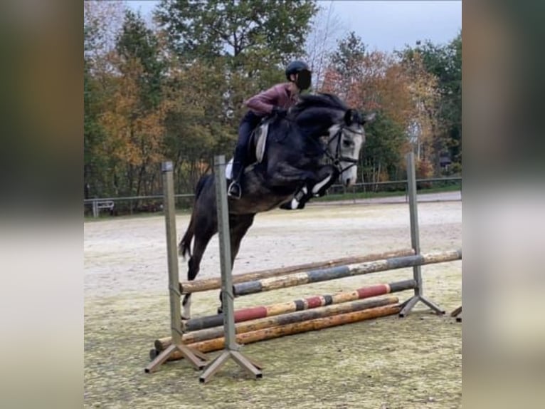 Koń westfalski Klacz 5 lat 160 cm Stalowosiwy in Lingen