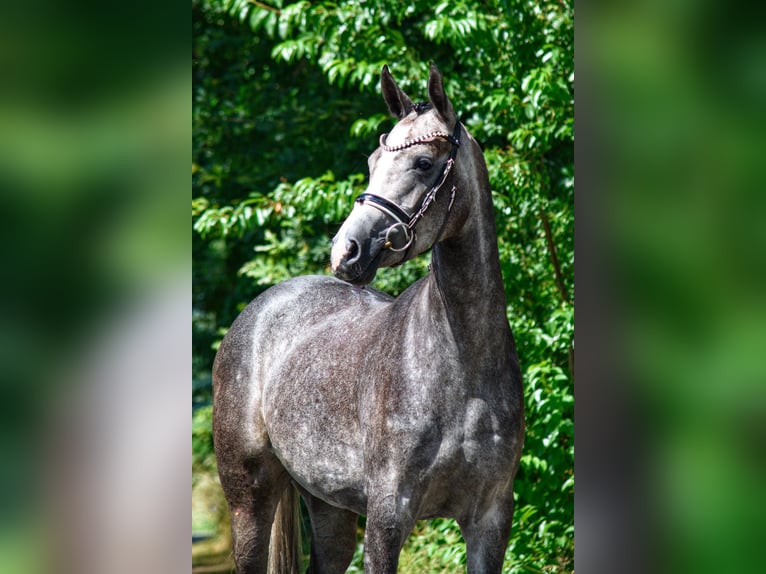 Koń westfalski Klacz 5 lat 160 cm Stalowosiwy in Lingen