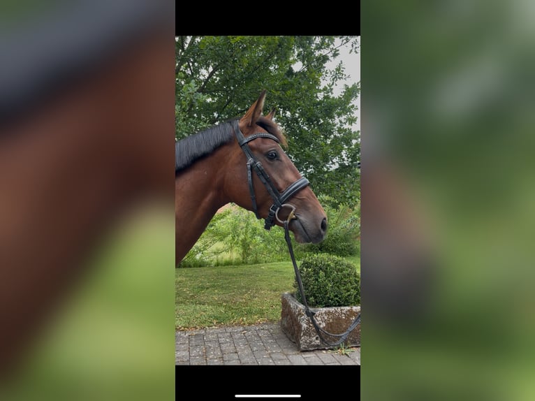 Koń westfalski Klacz 5 lat 161 cm Gniada in Altenberge