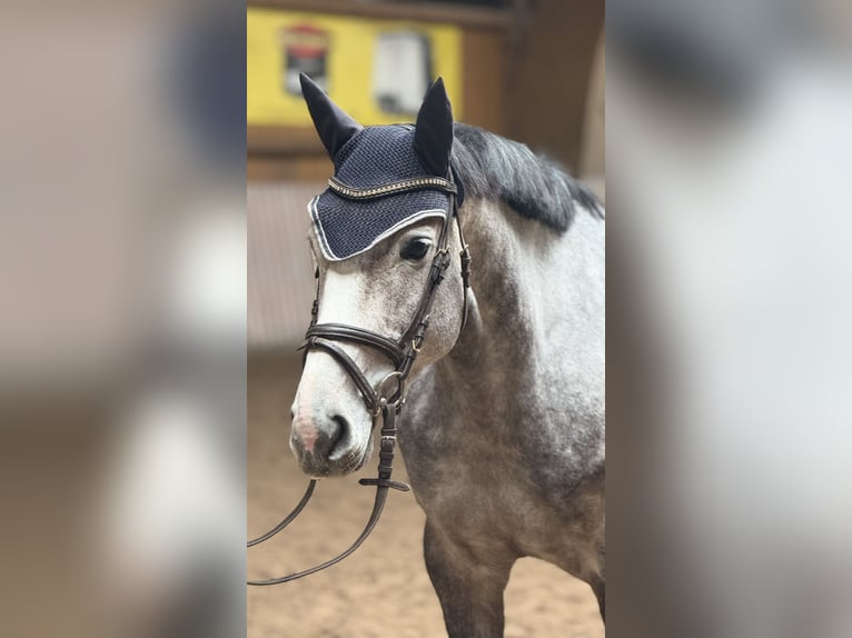 Koń westfalski Klacz 5 lat 162 cm  in Schenklengsfeld