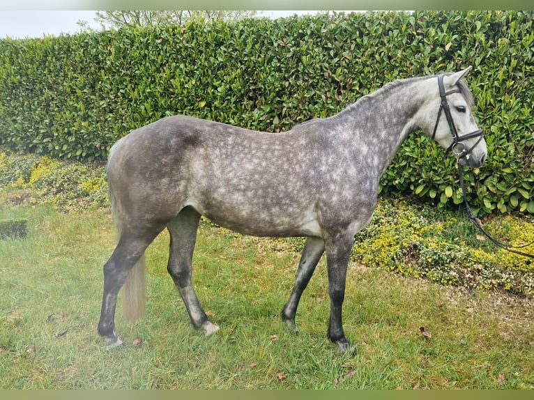 Koń westfalski Klacz 5 lat 162 cm Siwa jabłkowita in Mettingen