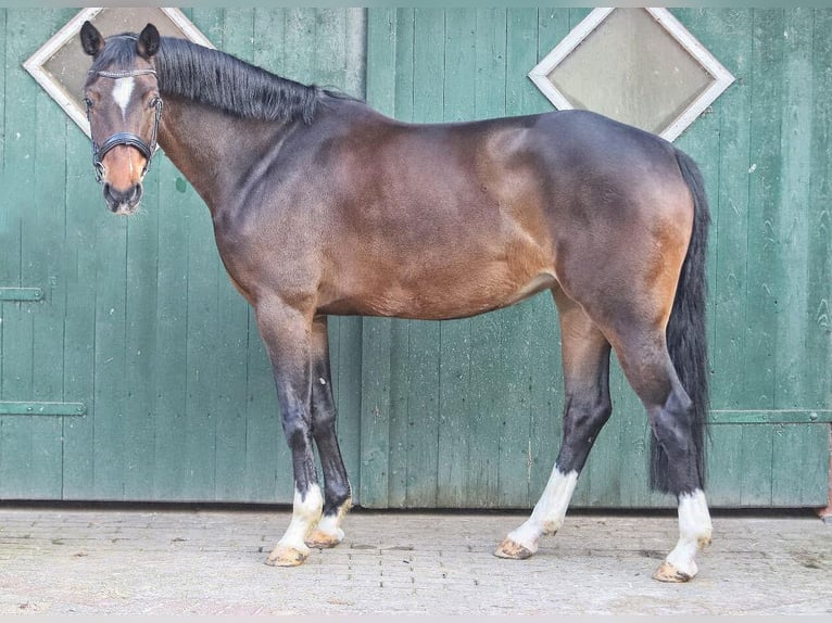 Koń westfalski Klacz 5 lat 163 cm Gniada in Bötersen