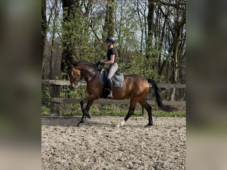 Koń westfalski Klacz 5 lat 163 cm Gniada in Wermelskirchen