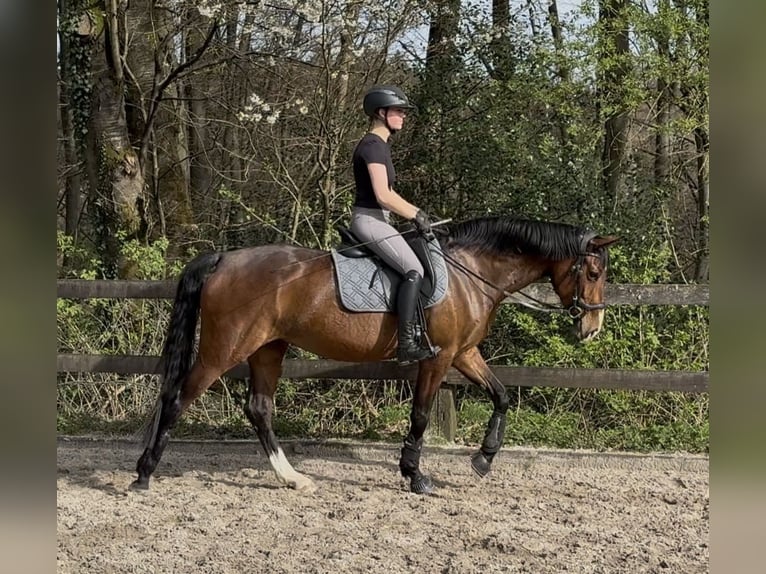 Koń westfalski Klacz 5 lat 163 cm Gniada in Wermelskirchen