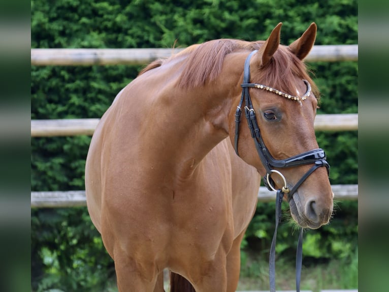 Koń westfalski Klacz 5 lat 163 cm Kasztanowata in Nottuln