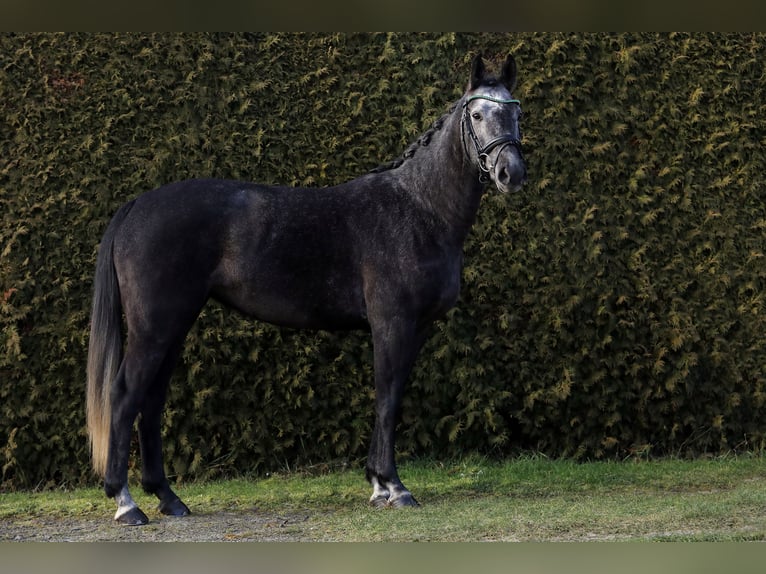 Koń westfalski Klacz 5 lat 163 cm Siwa in Altenstadt