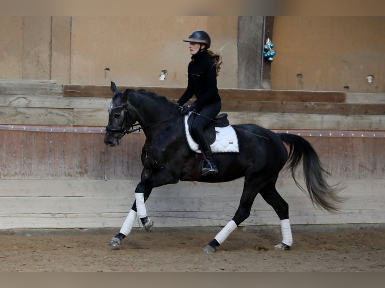 Koń westfalski Klacz 5 lat 163 cm Siwa in Altenstadt