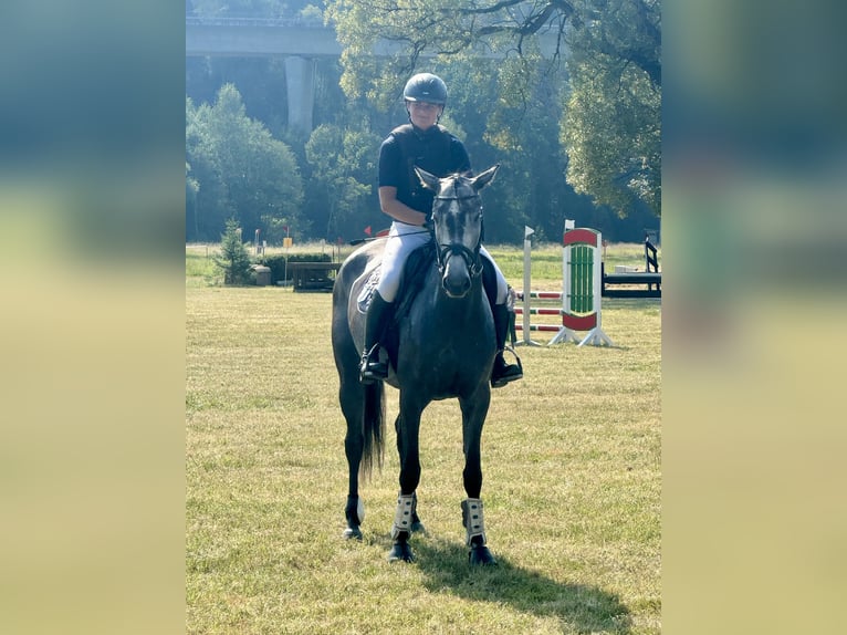 Koń westfalski Klacz 5 lat 163 cm Siwa in Eisfeld