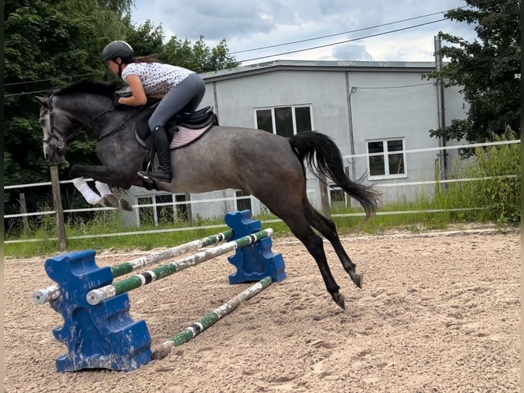 Koń westfalski Klacz 5 lat 163 cm Siwa in Eisfeld