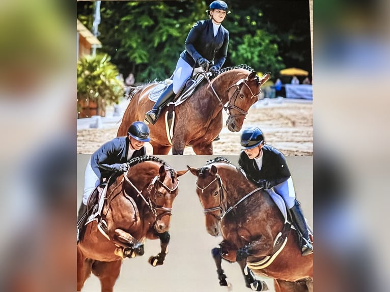 Koń westfalski Klacz 5 lat 164 cm Ciemnogniada in Barntrup