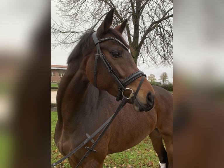 Koń westfalski Klacz 5 lat 164 cm Ciemnogniada in Rosendahl