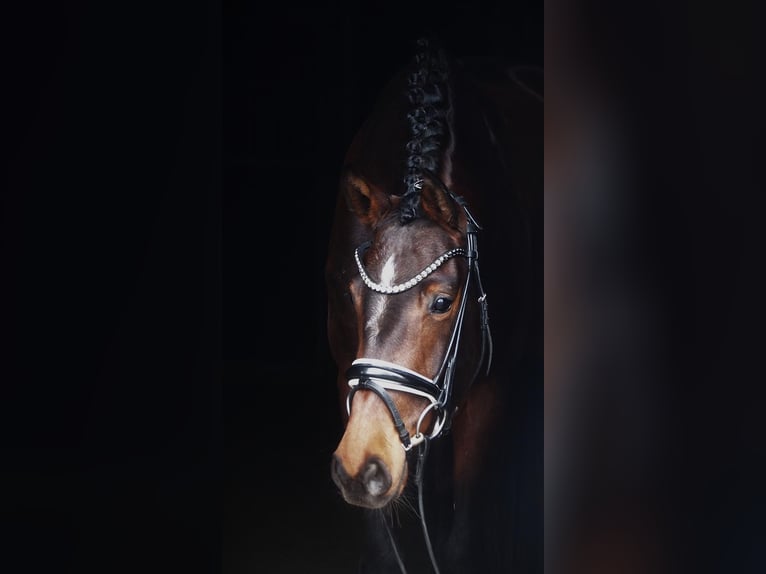 Koń westfalski Klacz 5 lat 164 cm Gniada in Altenberge