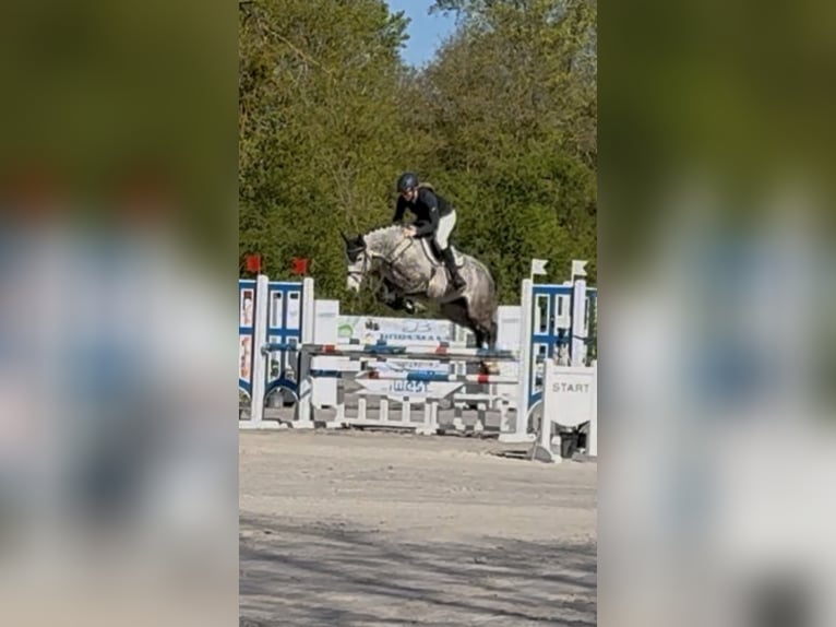 Koń westfalski Klacz 5 lat 164 cm Siwa jabłkowita in Schenklengsfeld