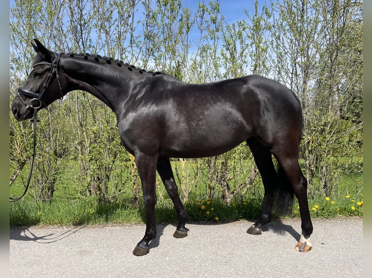 Koń westfalski Klacz 5 lat 164 cm Skarogniada in Altensteig