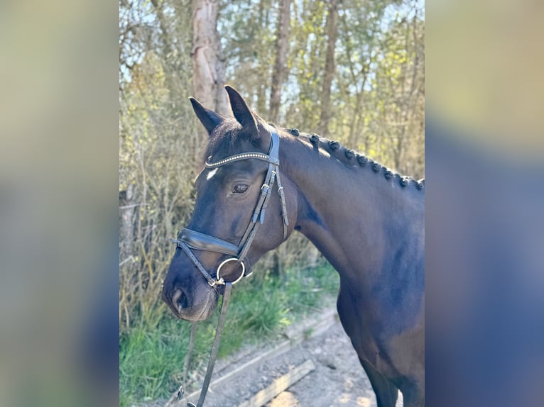 Koń westfalski Klacz 5 lat 164 cm Skarogniada in Altensteig