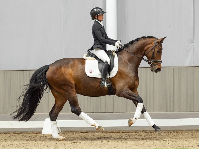 Koń westfalski Klacz 5 lat 165 cm Ciemnogniada in Münster-Handorf