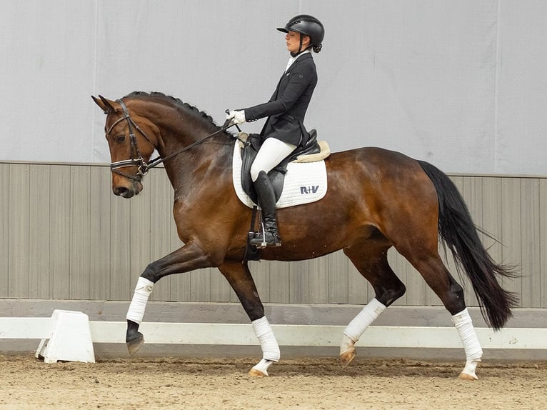 Koń westfalski Klacz 5 lat 165 cm Ciemnogniada in Münster-Handorf