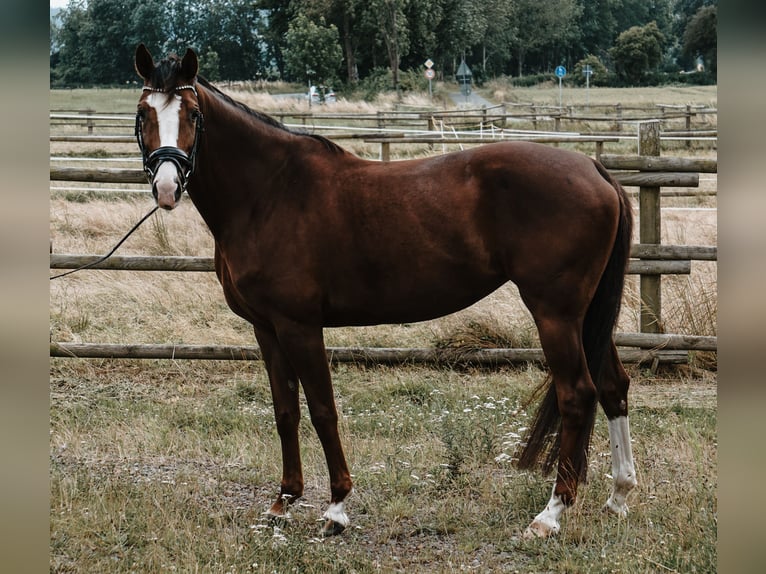 Koń westfalski Klacz 5 lat 165 cm Ciemnokasztanowata in Porta Westfalica