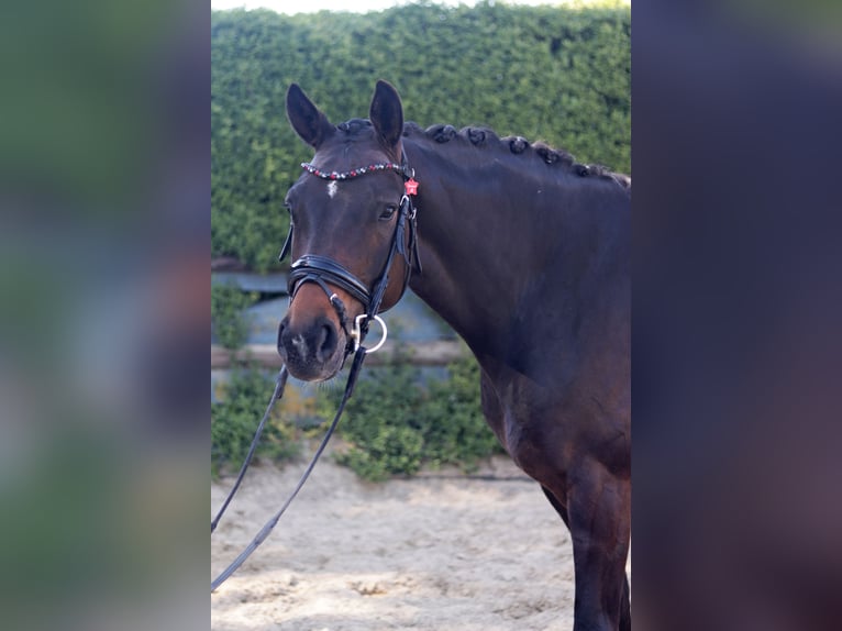 Koń westfalski Klacz 5 lat 165 cm Gniada in Erkelenz
