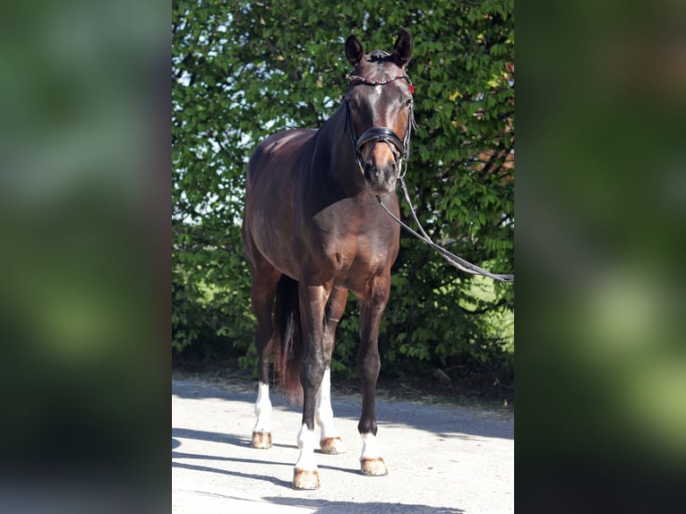 Koń westfalski Klacz 5 lat 165 cm Gniada in Erkelenz