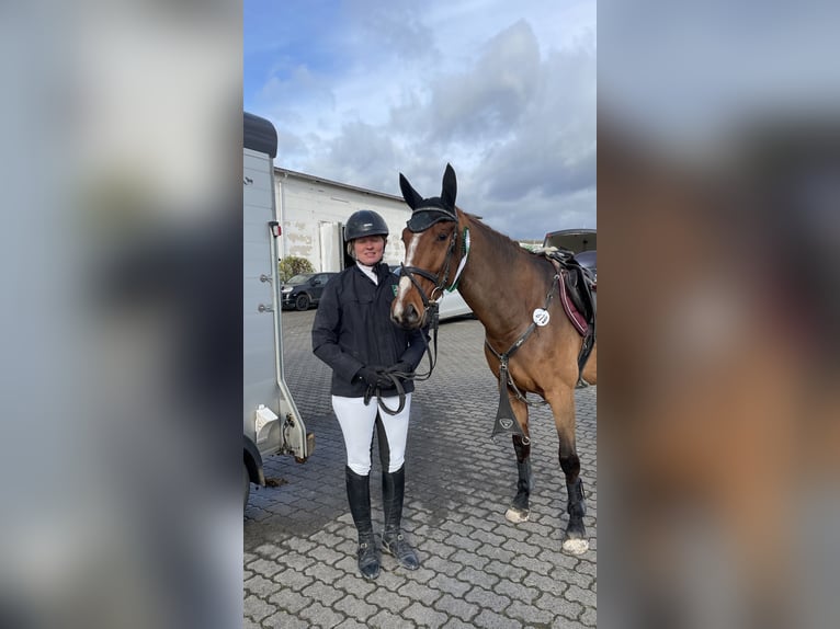 Koń westfalski Klacz 5 lat 165 cm Gniada in Schenklengsfeld