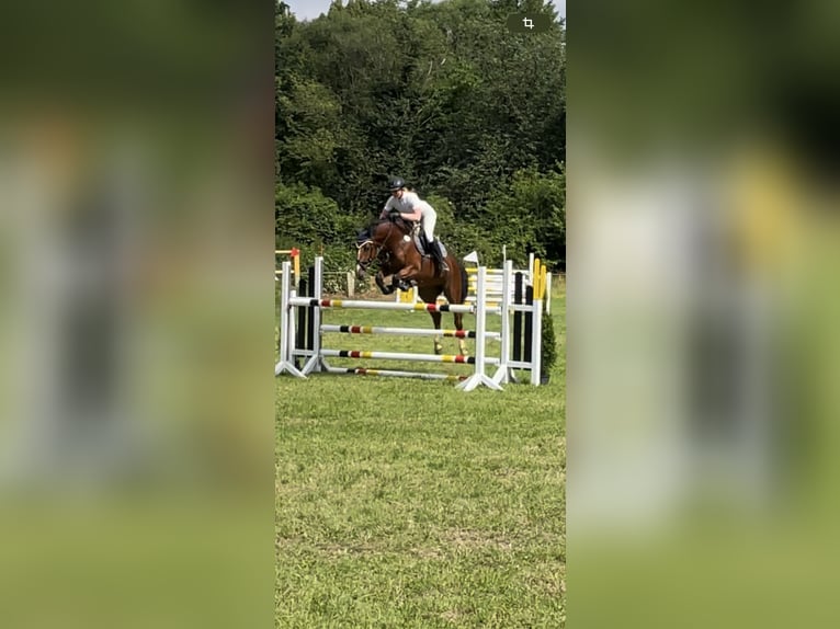 Koń westfalski Klacz 5 lat 165 cm Gniada in Schenklengsfeld