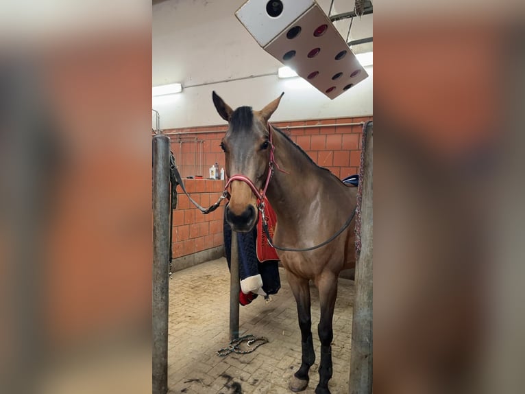 Koń westfalski Klacz 5 lat 165 cm Gniada in Pulheim