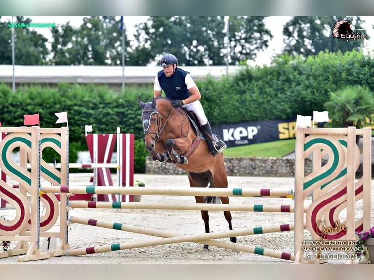 Koń westfalski Klacz 5 lat 165 cm Gniada in Rivolta D&#39;Adda