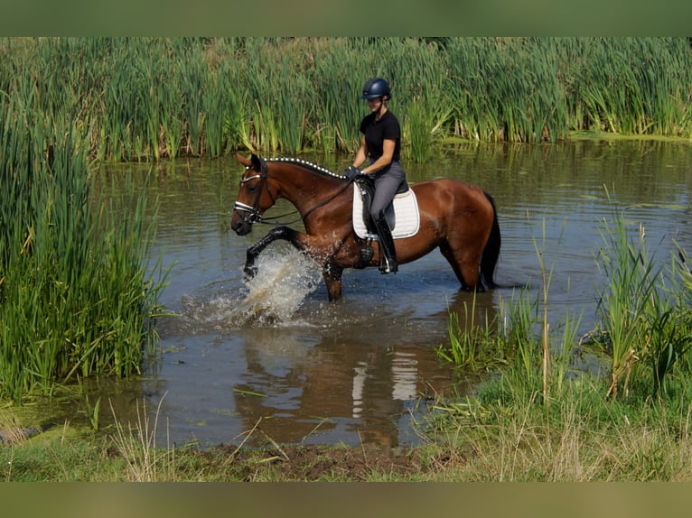 Koń westfalski Klacz 5 lat 165 cm Gniada in Iserlohn