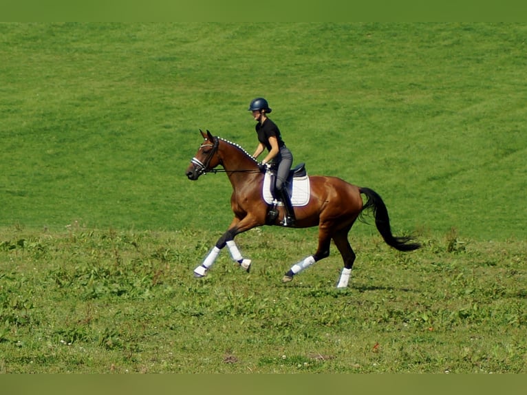 Koń westfalski Klacz 5 lat 165 cm Gniada in Iserlohn