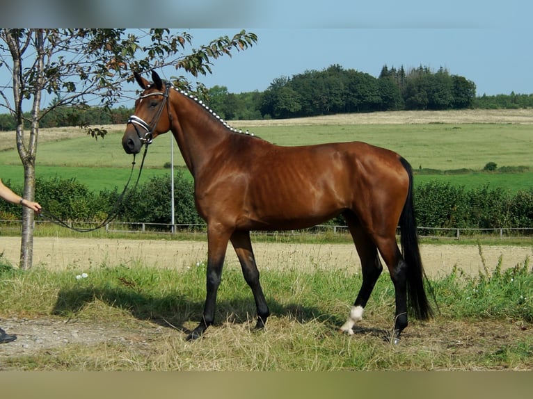 Koń westfalski Klacz 5 lat 165 cm Gniada in Iserlohn