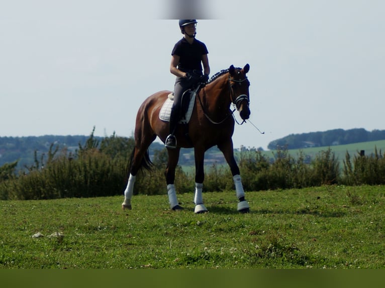 Koń westfalski Klacz 5 lat 165 cm Gniada in Iserlohn