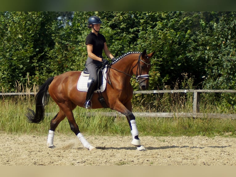 Koń westfalski Klacz 5 lat 165 cm Gniada in Iserlohn