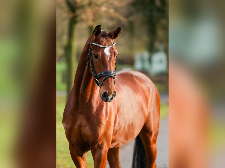 Koń westfalski Klacz 5 lat 165 cm Gniada in Marl