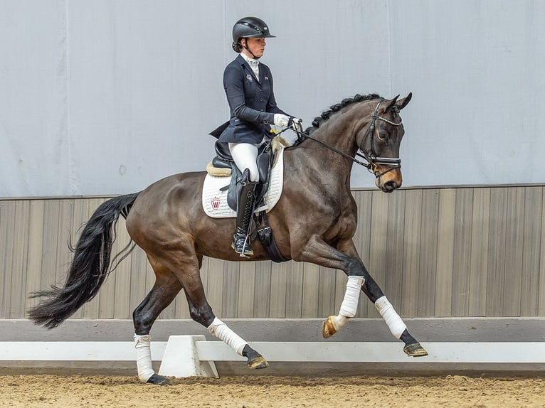 Koń westfalski Klacz 5 lat 165 cm Gniada in Münster-Handorf