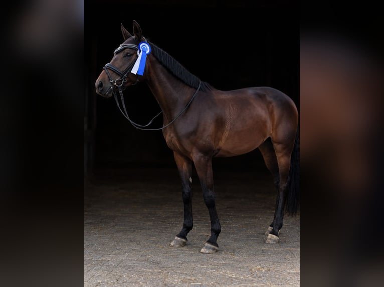 Koń westfalski Klacz 5 lat 165 cm Gniada in Oer-Erkenschwick
