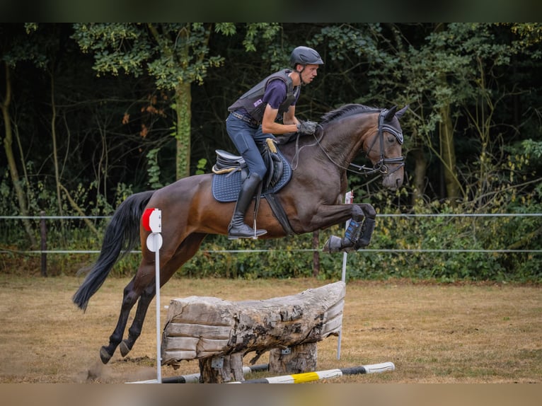 Koń westfalski Klacz 5 lat 165 cm Gniada in Oer-Erkenschwick