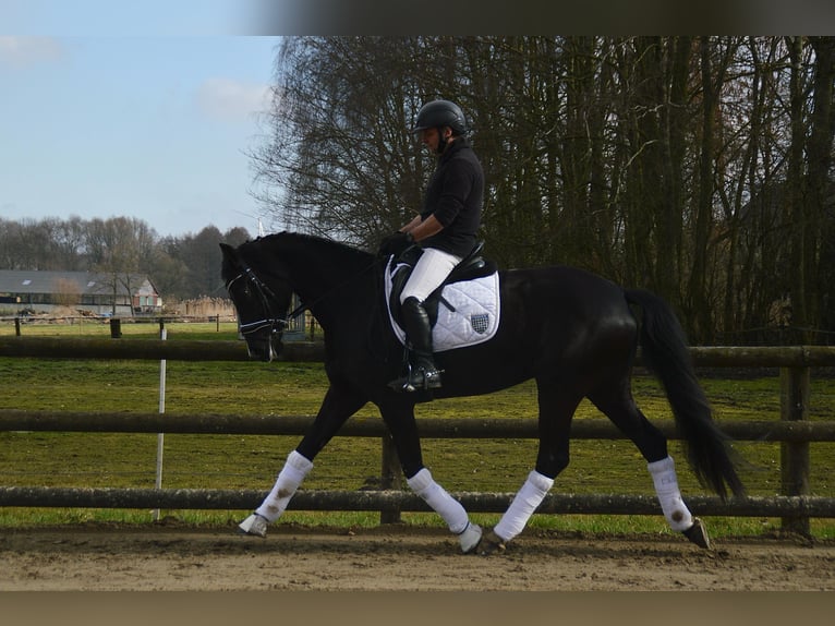 Koń westfalski Klacz 5 lat 165 cm Kara in Wadersloh