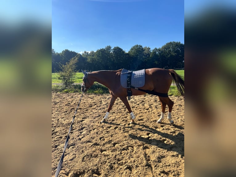 Koń westfalski Klacz 5 lat 165 cm Kasztanowata in Herten